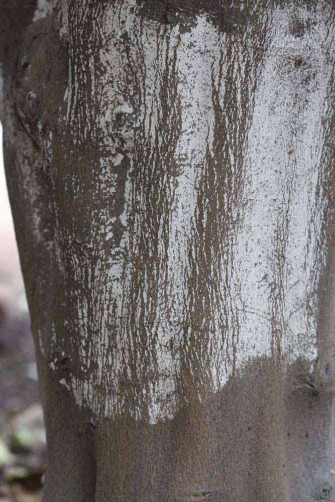                 Bark (Blanchard, Riverside, CA)       